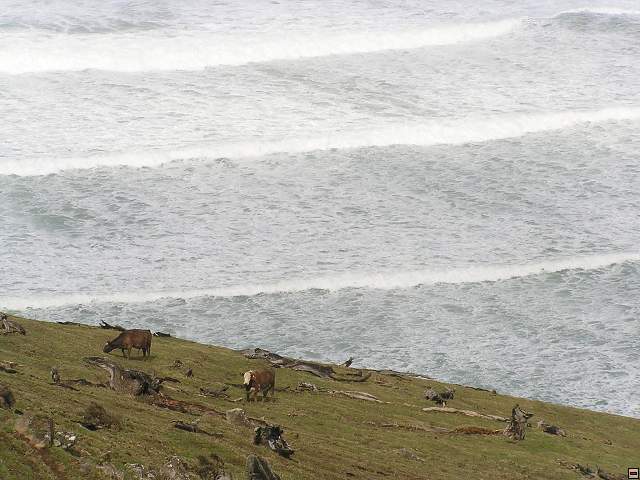 The Catlins Coast 008.jpg